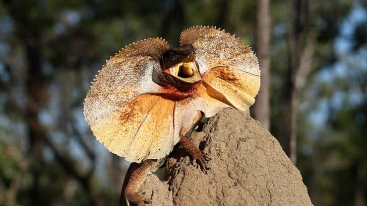 The 10 Weirdest Looking Animals