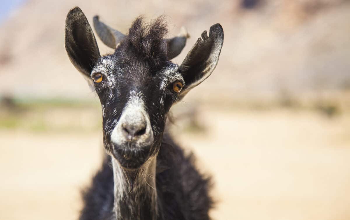 goat on an island of Socotra in Yemen by DepostPhotos