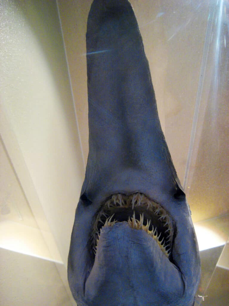 An underside view of the goblin shark's snout.