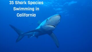 35 Shark Species Swimming in California
