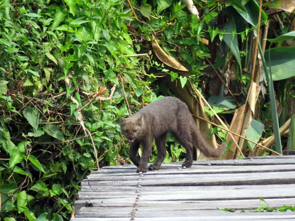 Jaguarundi Cat close to trees
