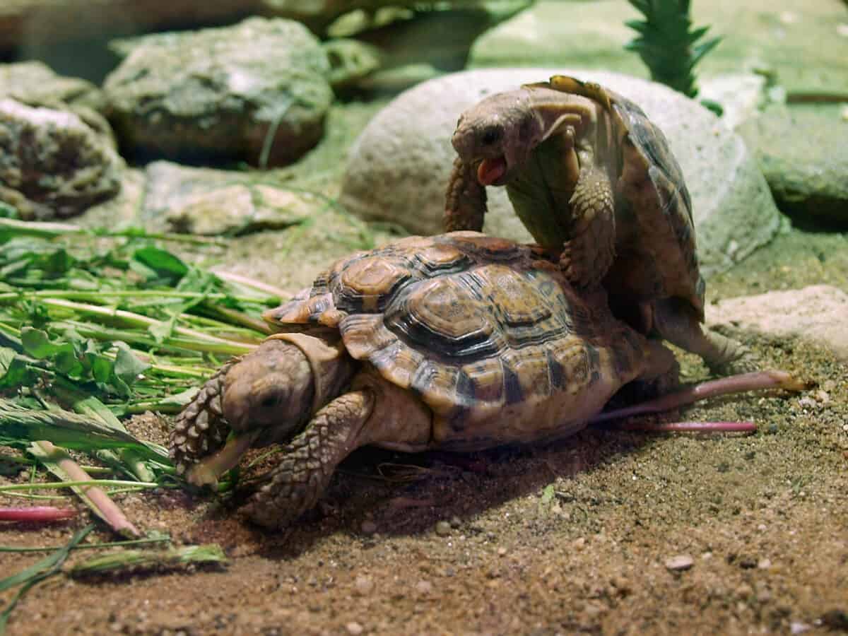 The world’s smallest tortoise Speckled Padloper Tortoise (Homopus signatus) copulating in Prague Zoo.