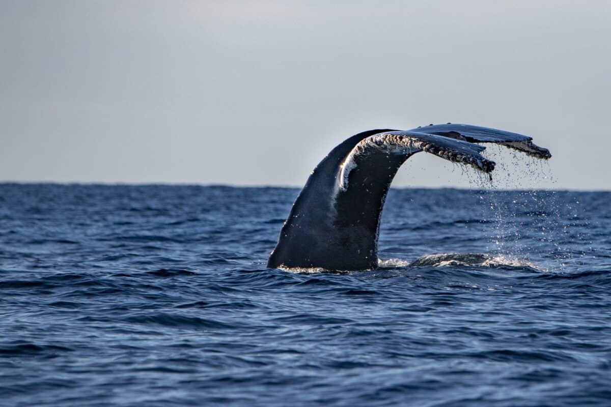 Humpback whale tail