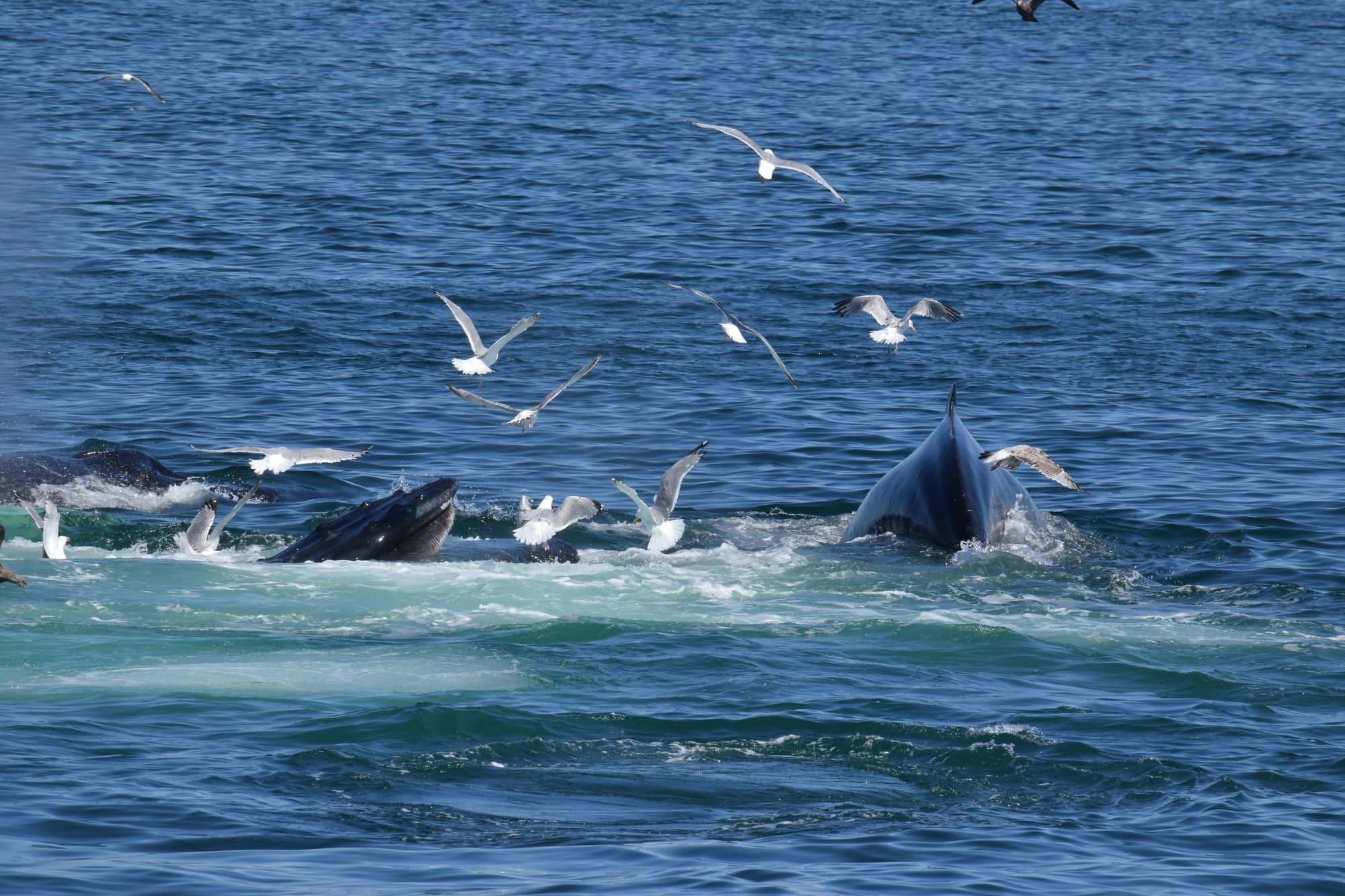humpback whale