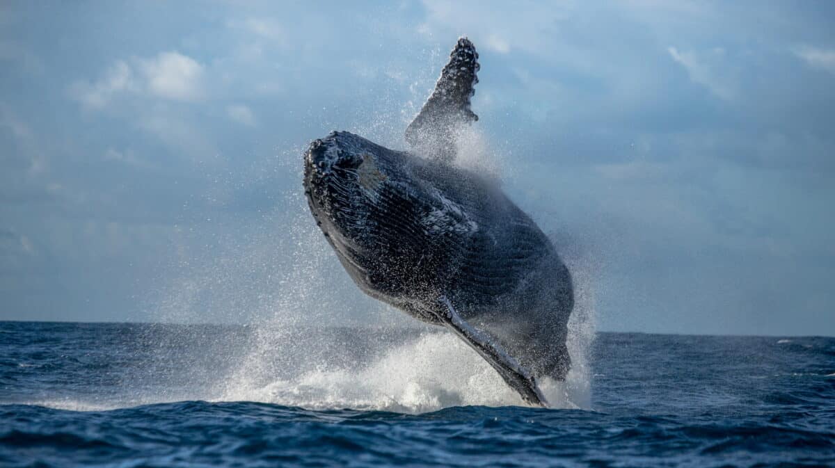 Humpback whale breaching