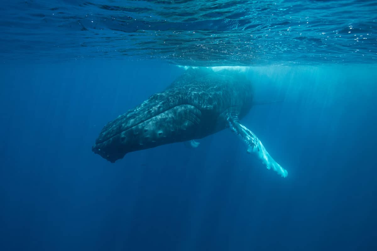 Humpback whale under water