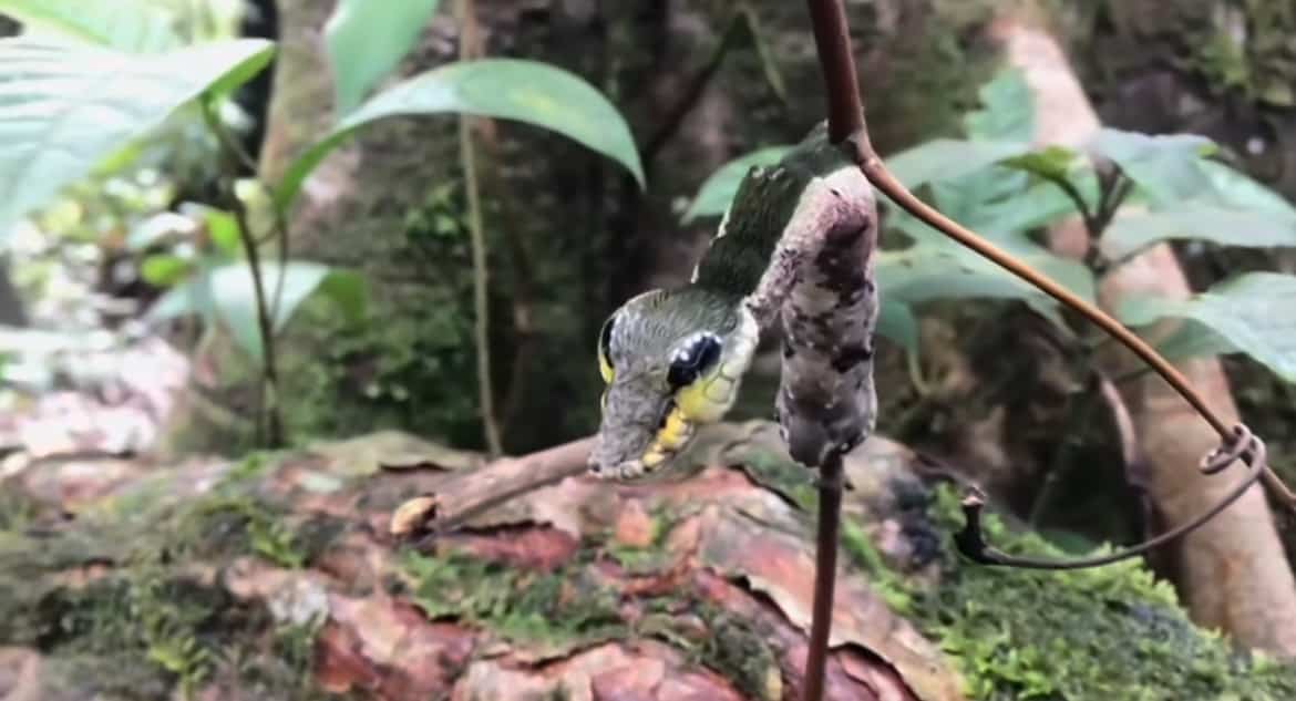 The Hawkmoth Caterpillar