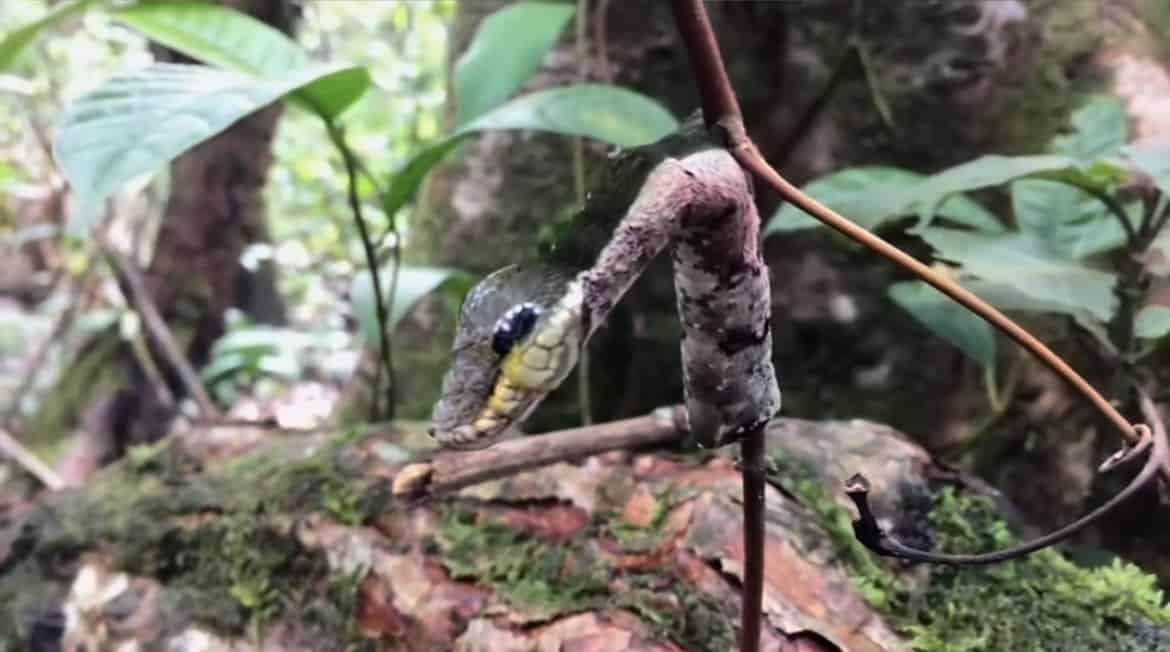 The Hawkmoth Caterpillar