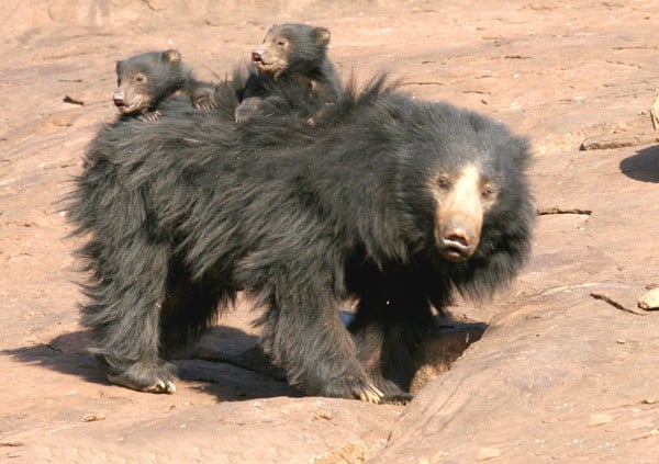 sloth bear