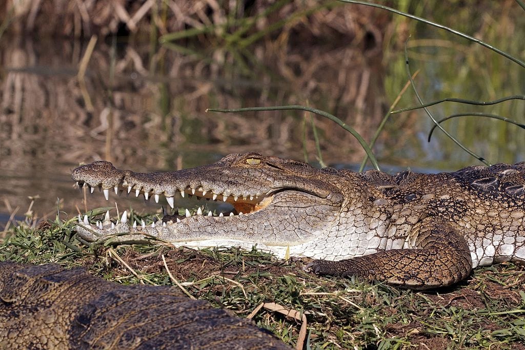 Kenyan crocodile 