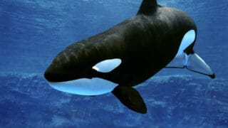 Killer Whale, orcinus orca, Adult