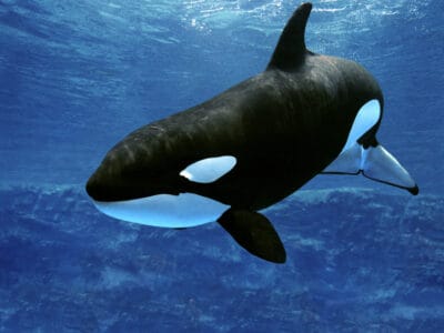 Rare Footage Of Humpback Whales Attempt To Disrupt A Killer Whale Hunt In Antarctica