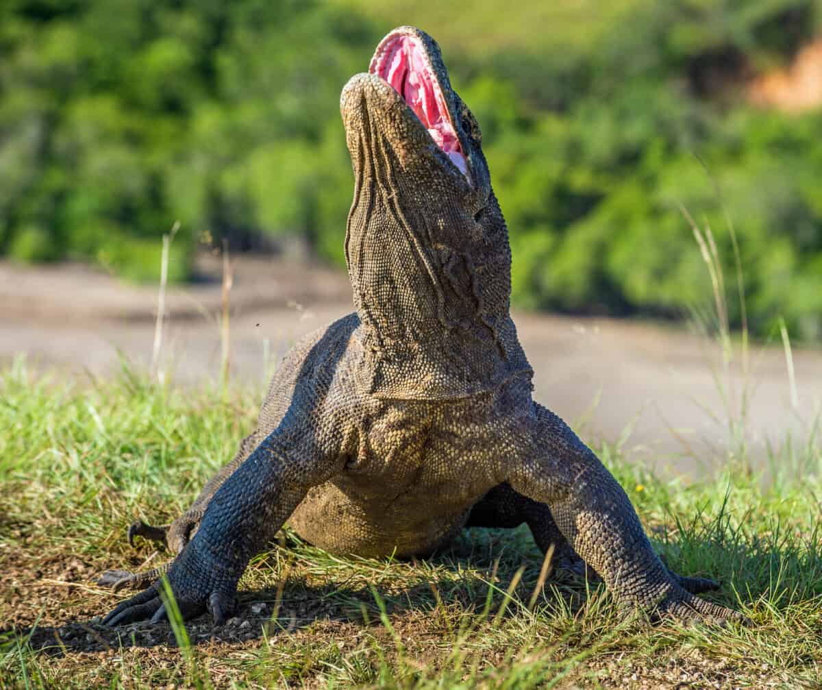 The Komodo dragon Varanus komodoensis raised the head with open mouth. It is the biggest living lizard in the world. Island Rinca. Indonesia.