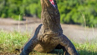 The Komodo dragon Varanus komodoensis raised the head with open mouth. It is the biggest living lizard in the world. Island Rinca. Indonesia.
