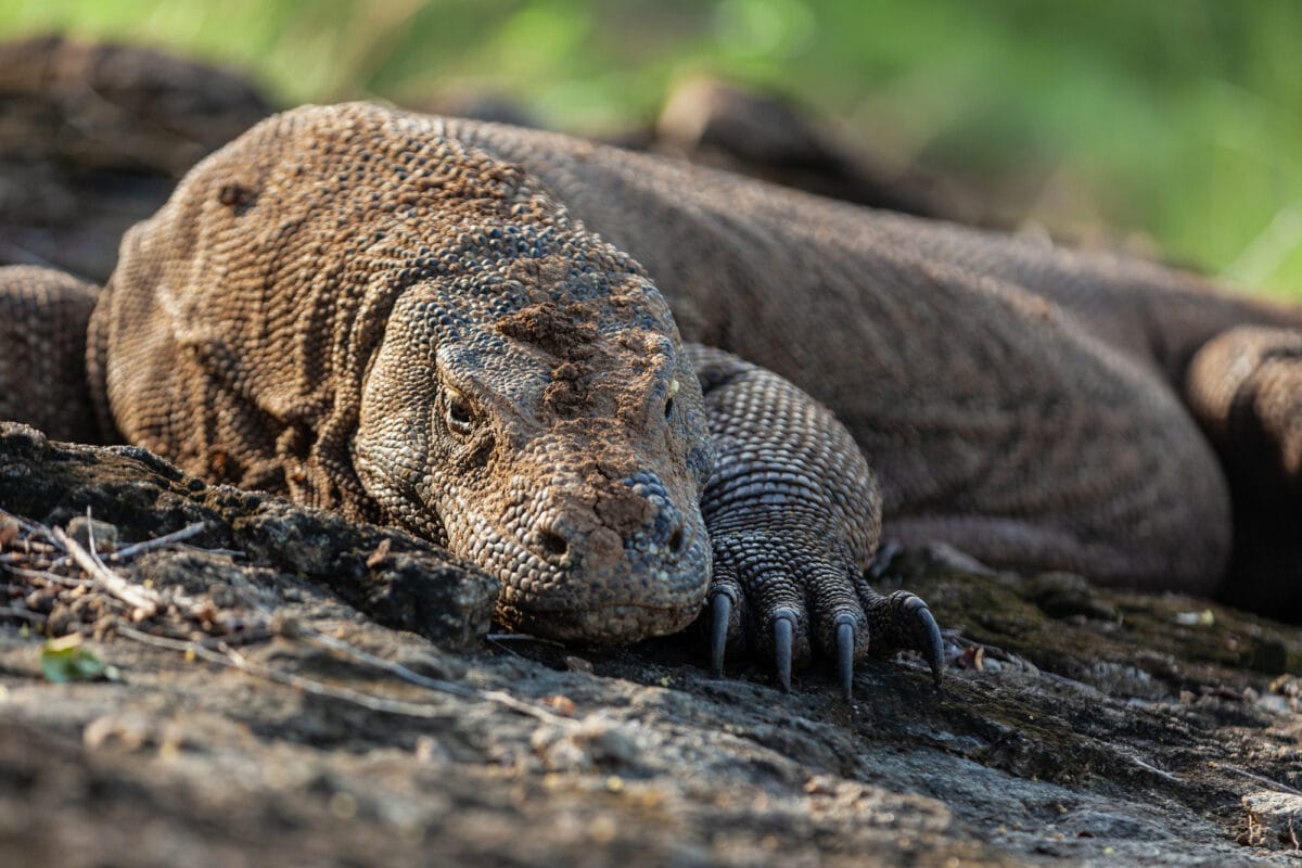 Close-up of Komodo dragon lying down on the ground in its natural habitat in Komodo island, Indonesia