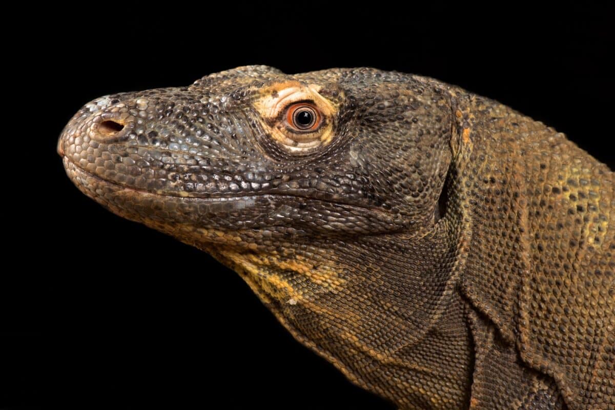 Komodo dragon with the forked tongue sniff air. Close up portrait. The Komodo dragon, scientific name: Varanus komodoensis. Indonesia.