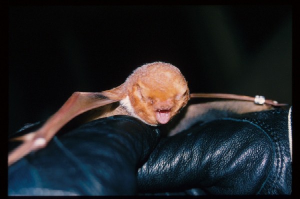 eastern red bat
