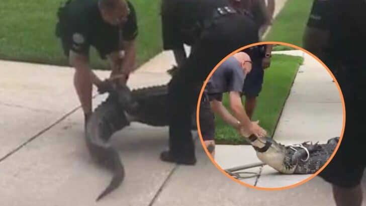 Watch: Captured Alligator Knocks Out Man in Florida