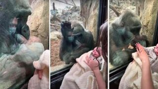 Gorilla Shows Off Baby