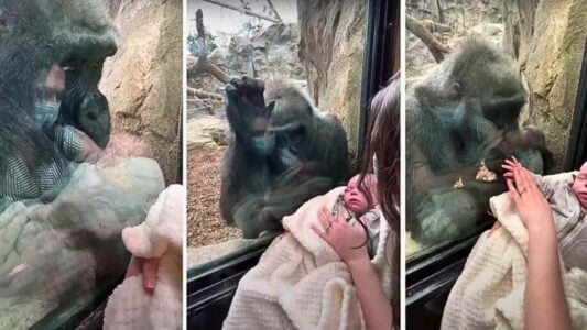 Watch: Gorilla Mom Shows Off Her Baby to Zoo Visitors