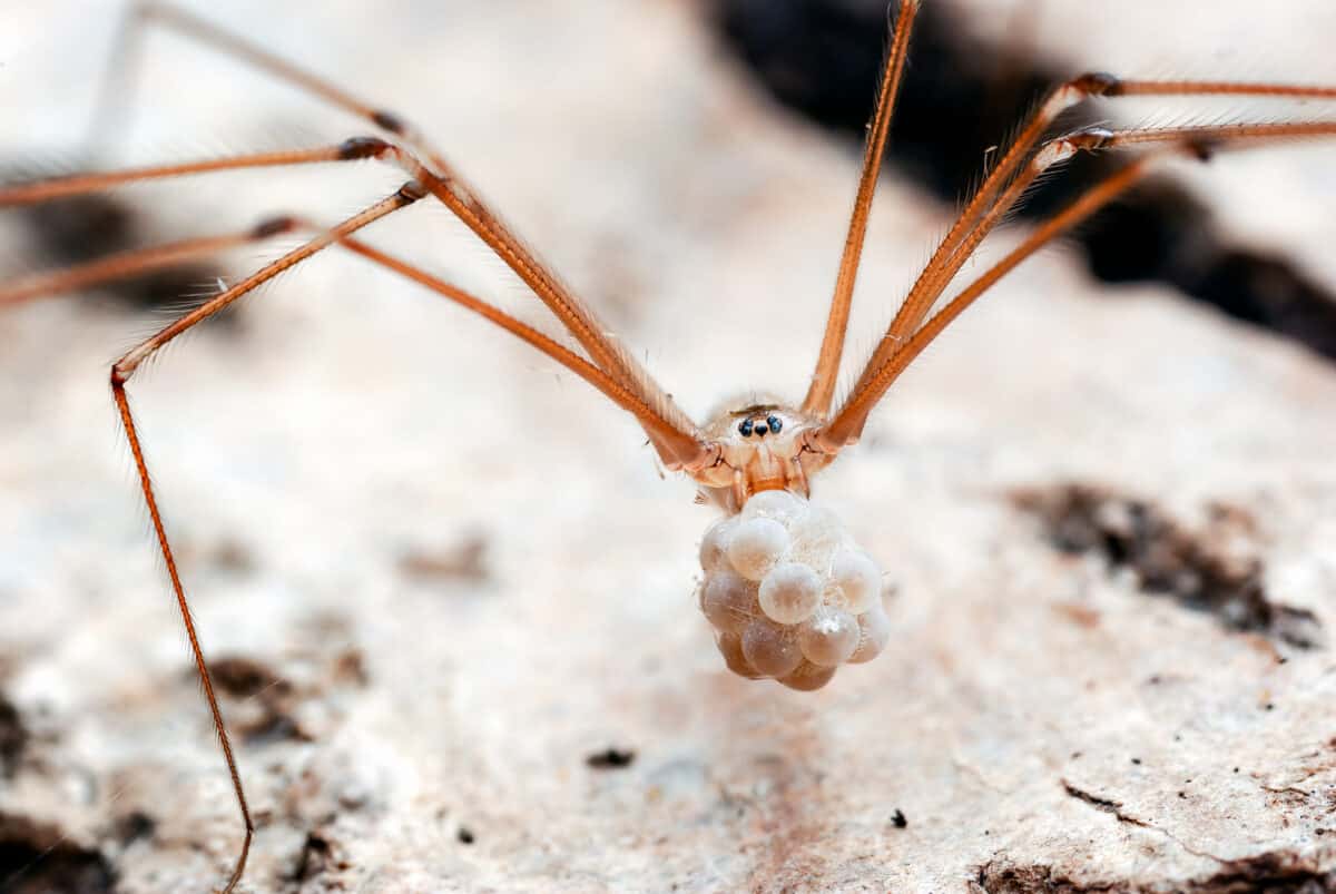 Long-legged Cellar Spider (Pholcus phalangioides)