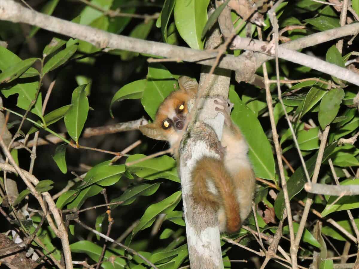 Madame Berthe's Mouse Lemur (Microcebus berthae) in Kirindy Forest Reserve, Madagascar.