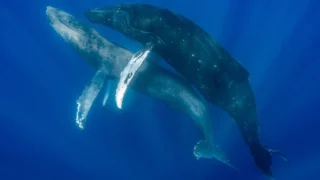 Homosexual Humpback Whales