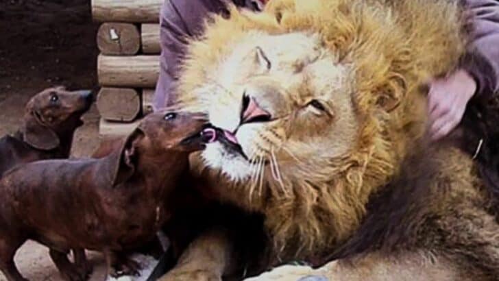 Watch: This Lion Loves His Protective Dogs