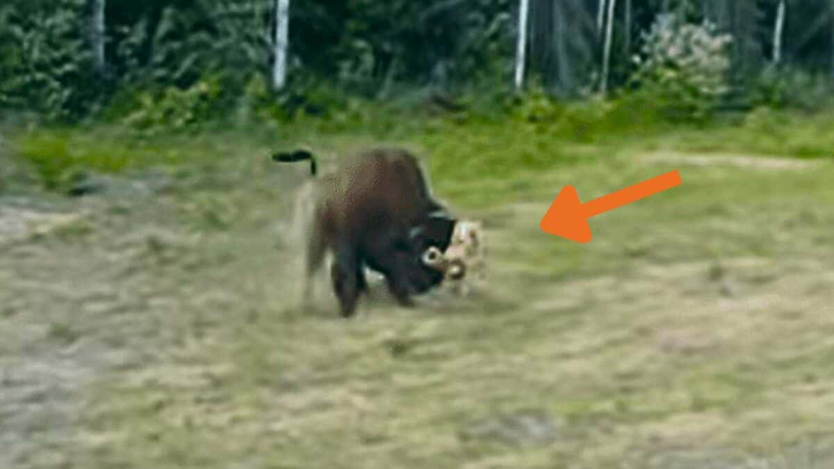 Pitbull Attacks Bison