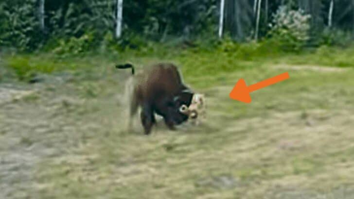 Pitbull vs. Bison