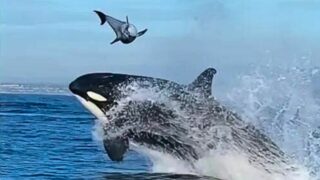 Orca sucker punch dolphin