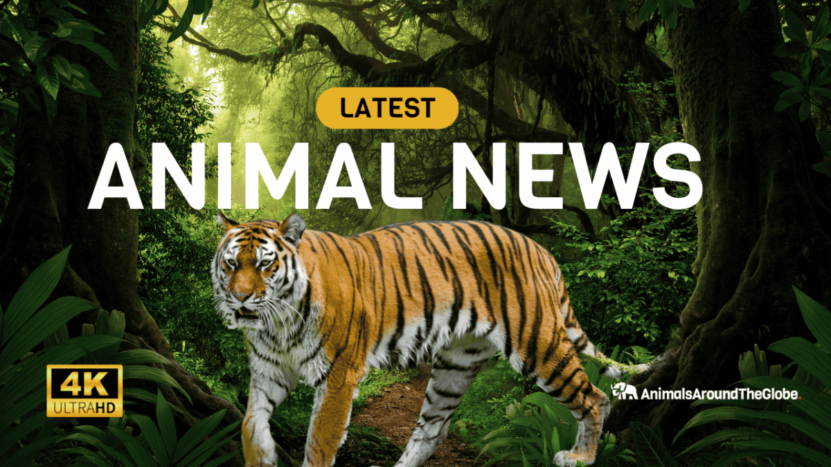 Animals News by Animals Around The Globe