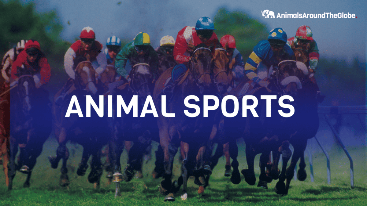 Animal Sport News by Animals Around The Globe. Image by Canva