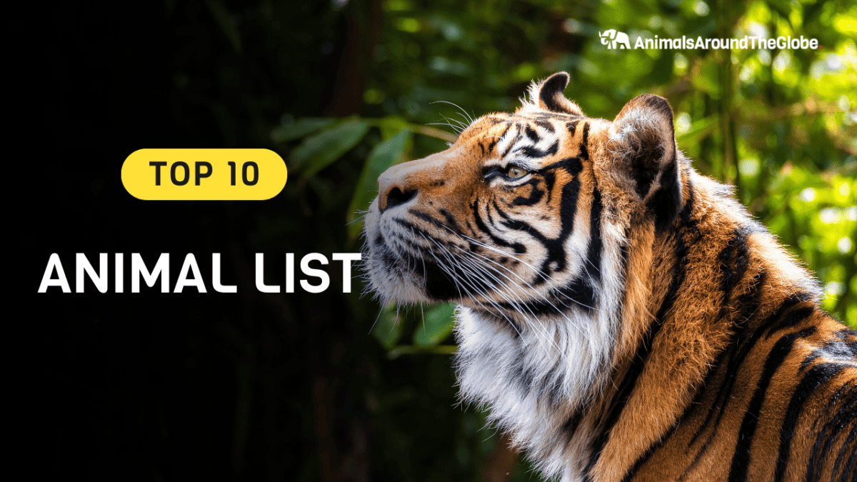 Top 10 Animal Lists by Animals Around The Globe.