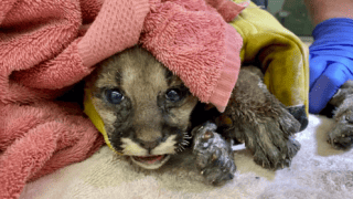Baby mountain lion rescued in California fire with severe burns and injuries. Image by Oakland Zoo.