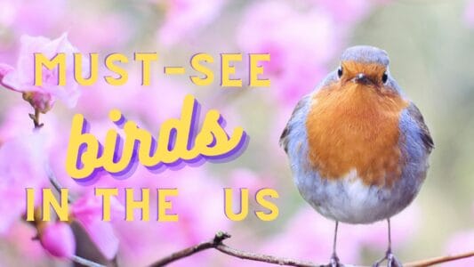Top 21 Must-see Birds For Bird Watchers In America