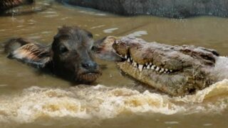 Baby Buffalo Against Crocodiles