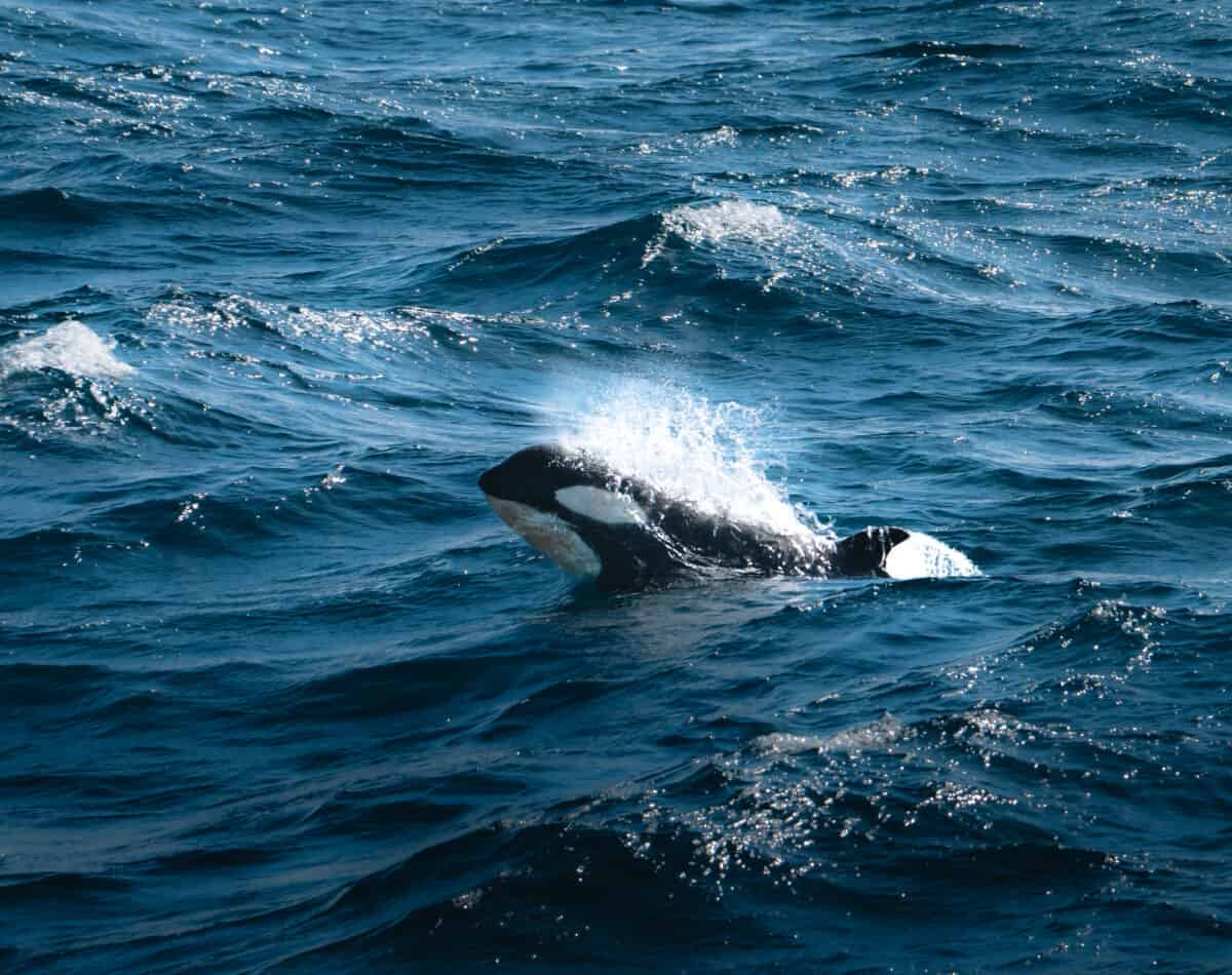 Orca Killer Whale Calf surfaces in Antarctica, Greenland.