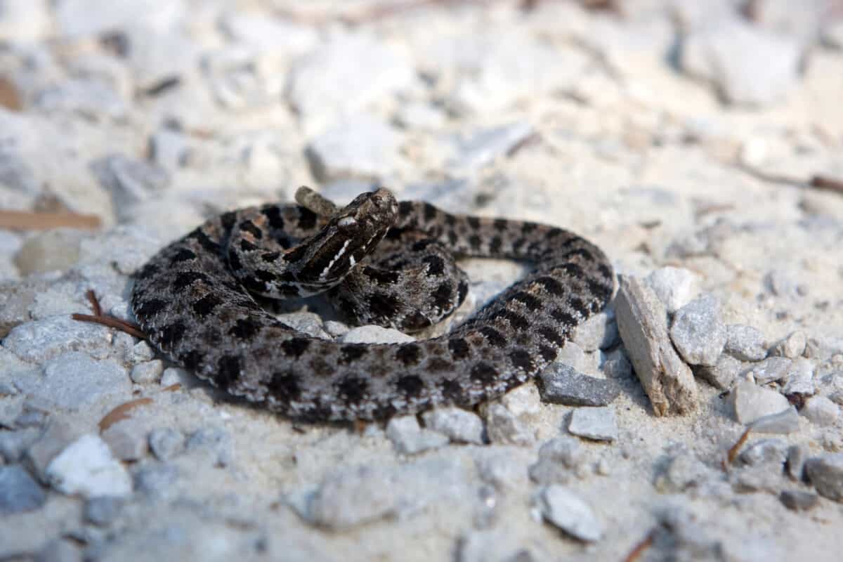 Pigmy Rattlesnake 