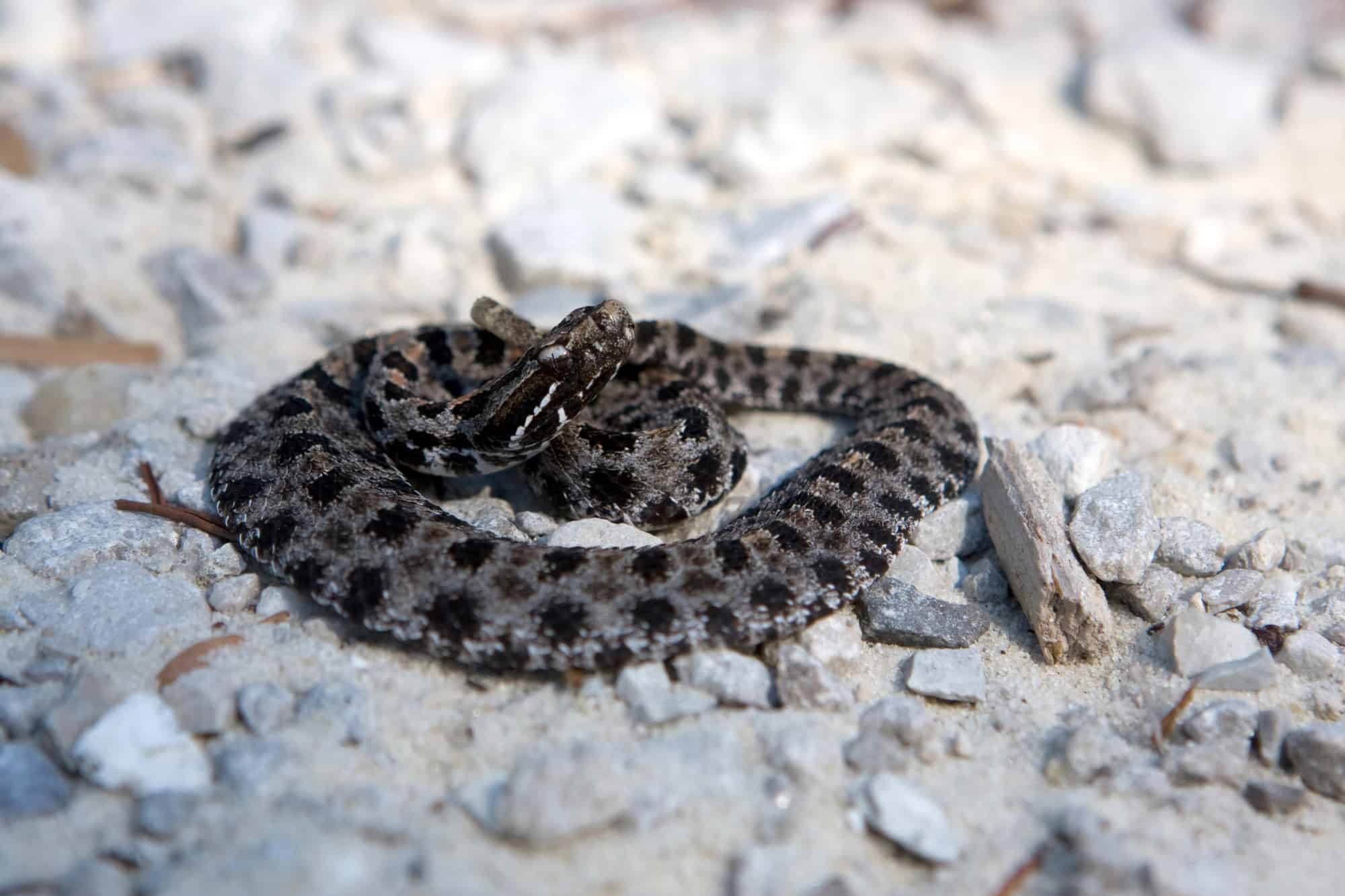 Pigmy Rattlesnake