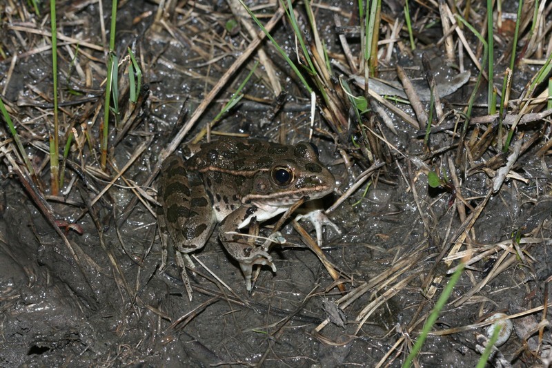 plains leopard frog