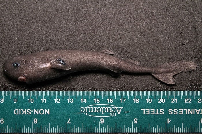 Pocket shark