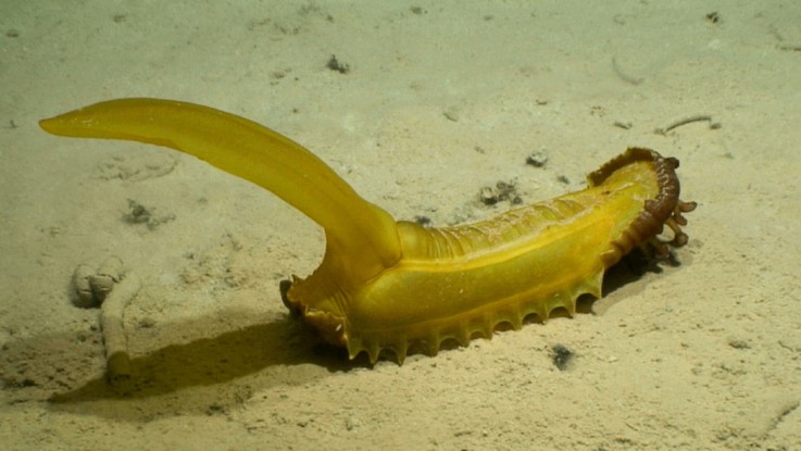 Gummy squirrel (“Psychropotes longicauda”) at 5100 m depth on abyssal sediments in the western CCZ. This animal is ~60 cm long (including tail), with red feeding palps (or “lips”) visibly extended from its anterior end (right). 