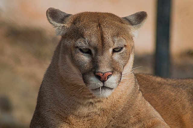 Puma concolor. Shahzaib Damn Cruze, CC BY-SA 4.0 https://creativecommons.org/licenses/by-sa/4.0, via Wikimedia Commons