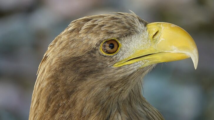 Dedicated White-tailed Eagle Parents Skip Breeding Season to Care for Injured Chick