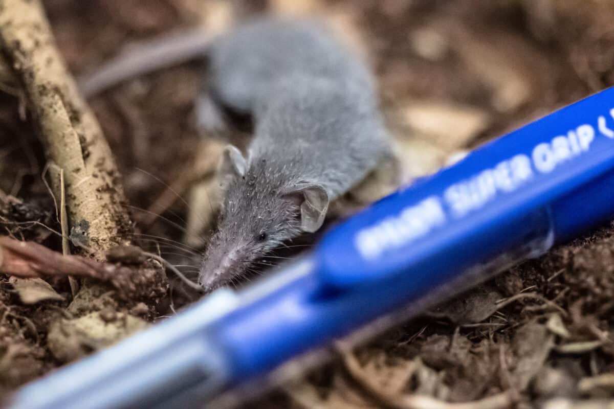 Pygmy white-toothed shrew