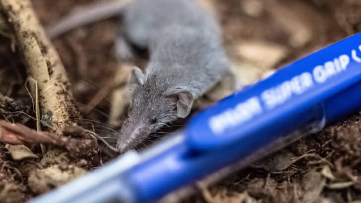 Top 19 Smallest Animals In The US