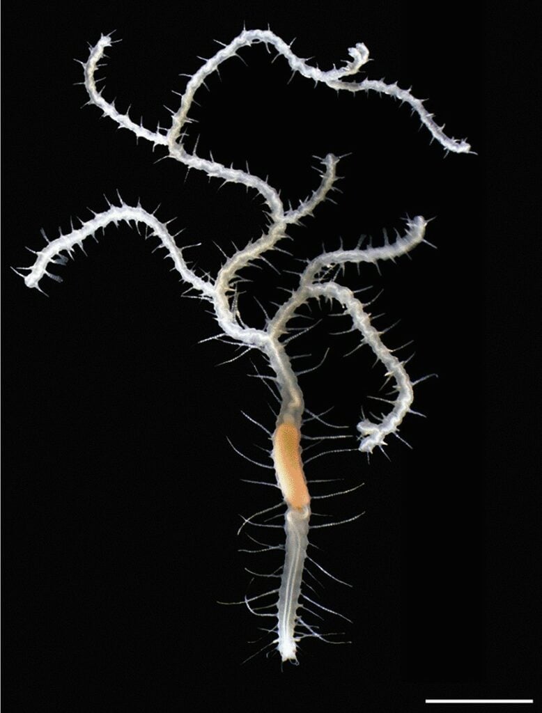 King Ghidorah's Branching Worm (Ramisyllis kingghidorahi)