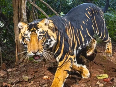 Watch: A Rare Black Tiger Sighting Caught On Camera