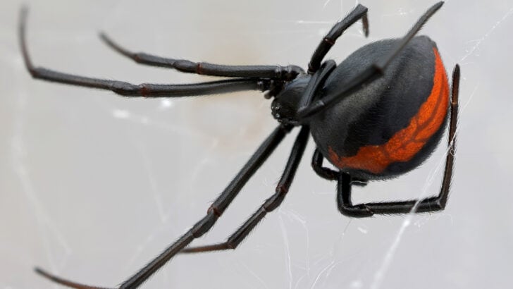 How Male Redback Spiders Sacrifice Themselves for Reproduction